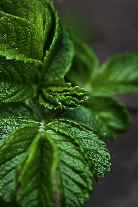 flora