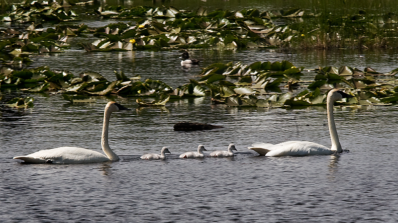 Swan family