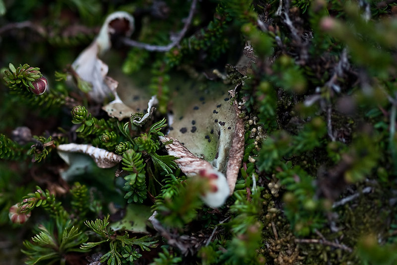Up close with the tundra