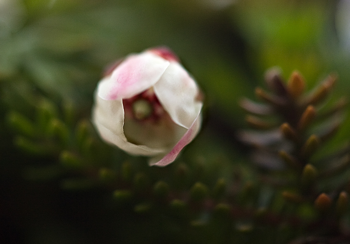 Tundra flower