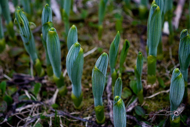 Pod People ? nah just false Hellebore