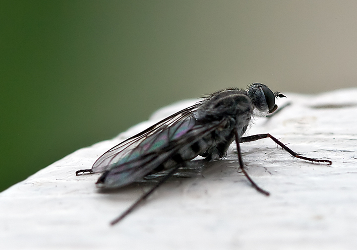 insect in profile