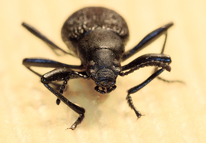 long-horned beetle