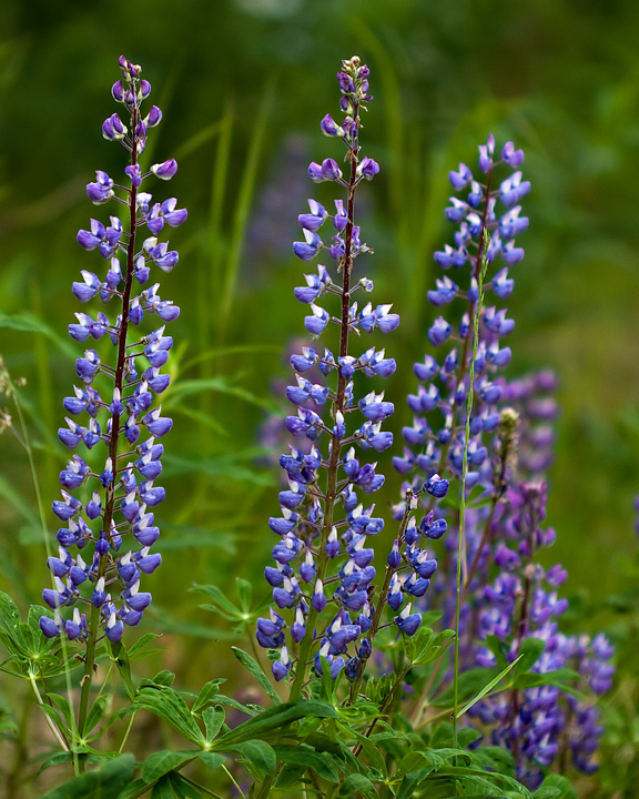 Lupine