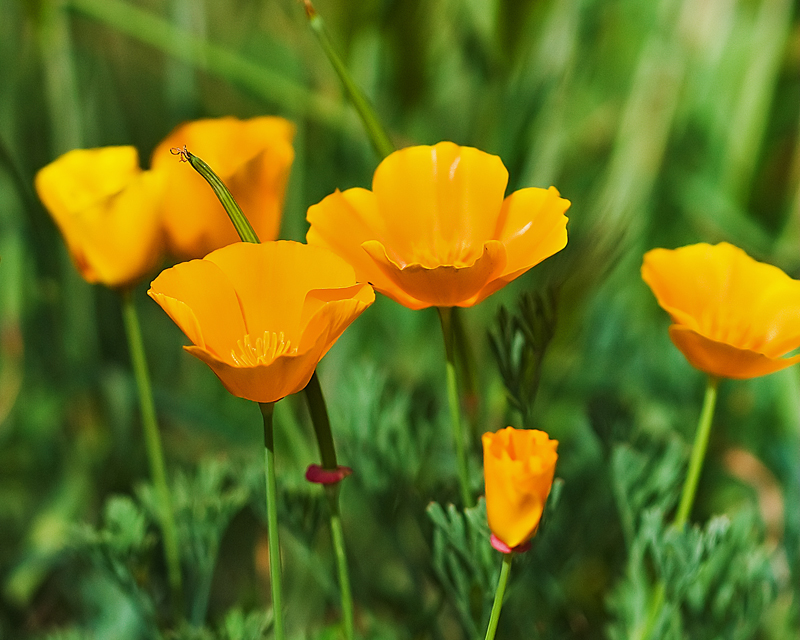 Orange poppies