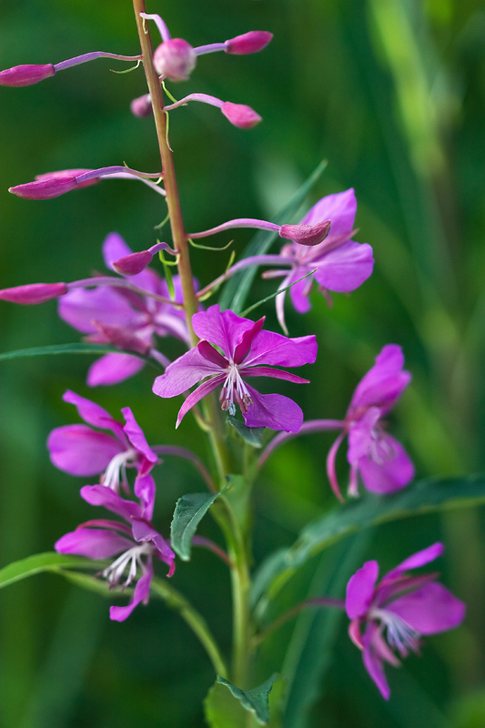 fireweed
