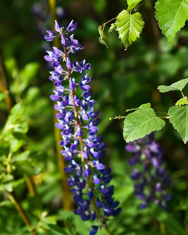 single lupine