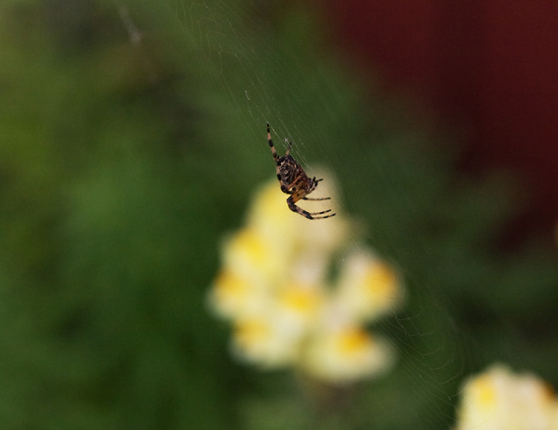 itsy bitsy spider