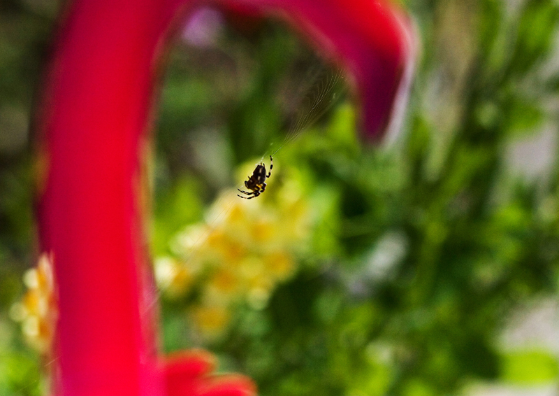 the arachnoid flamingo dance