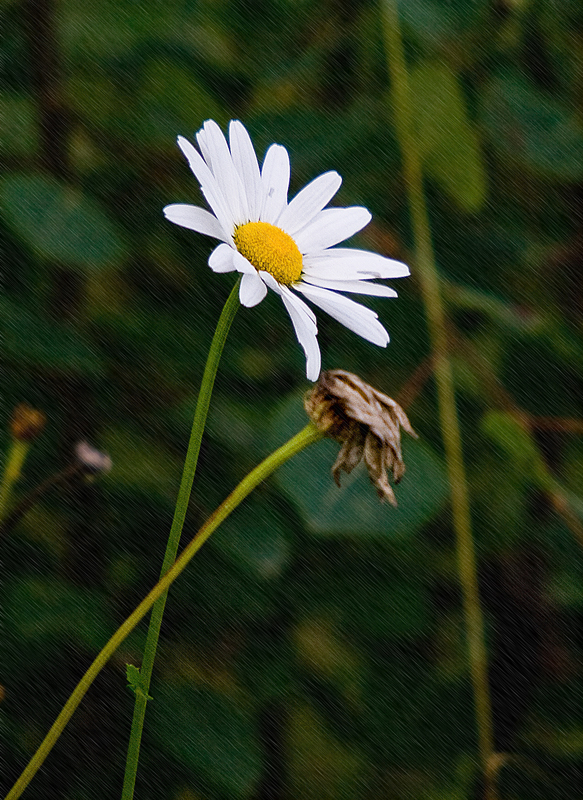 Daisies in the rain