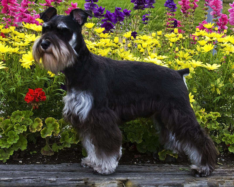 Freshly groomed 