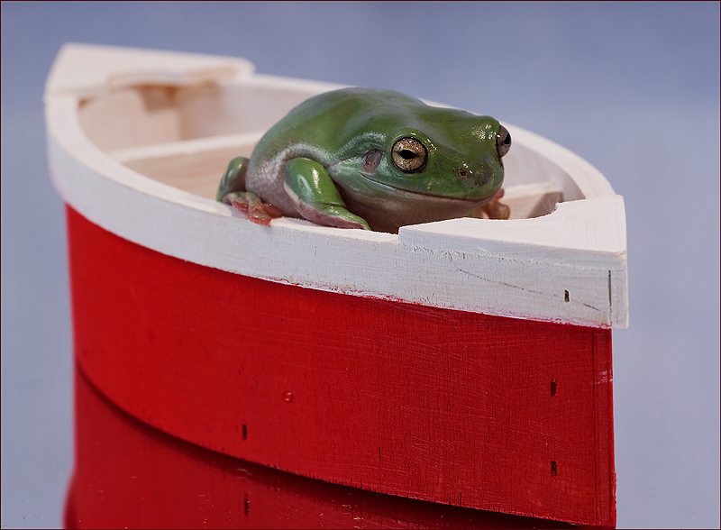 Boating frog