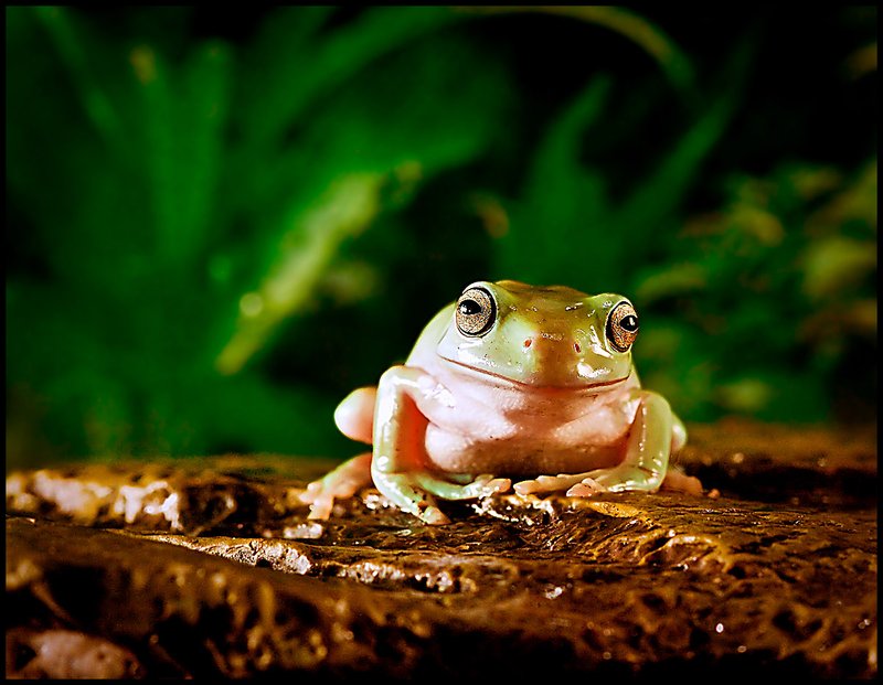 Zen Frog out-take
