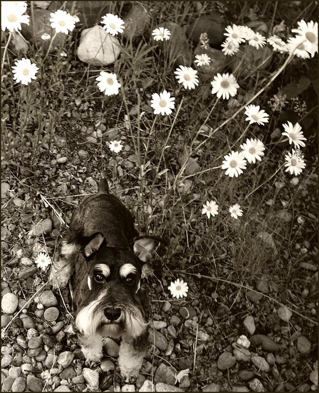 Where's Waldo? Hanging out by the daisies