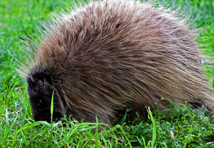 Porcupine