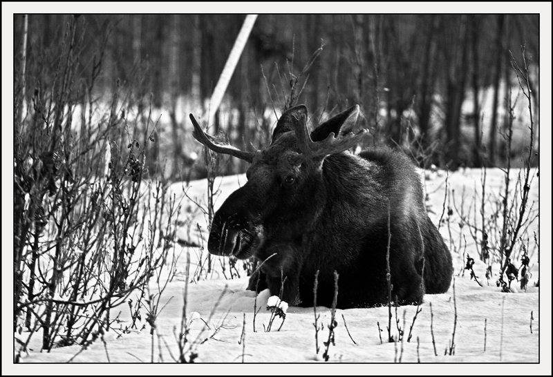 Bull Moose relaxing in the snow