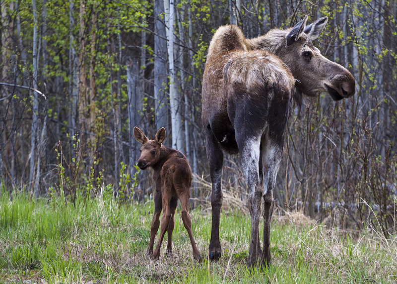 Mommy, I think someone's behind us!