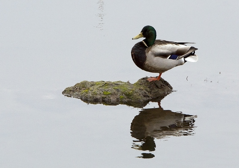 Mallard