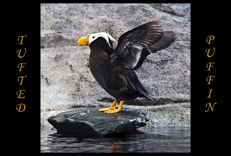 Tufted Puffin