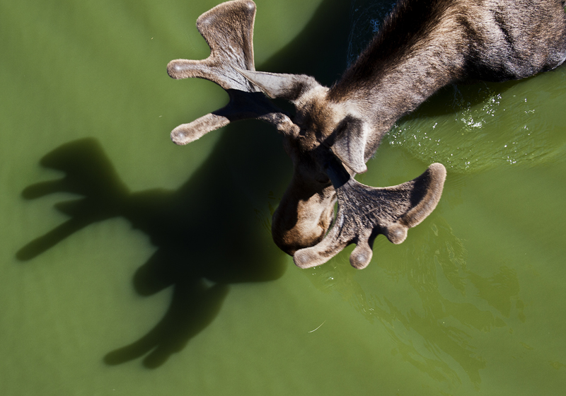 Moose shadows 02