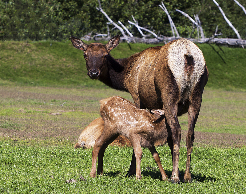 Mother's milk