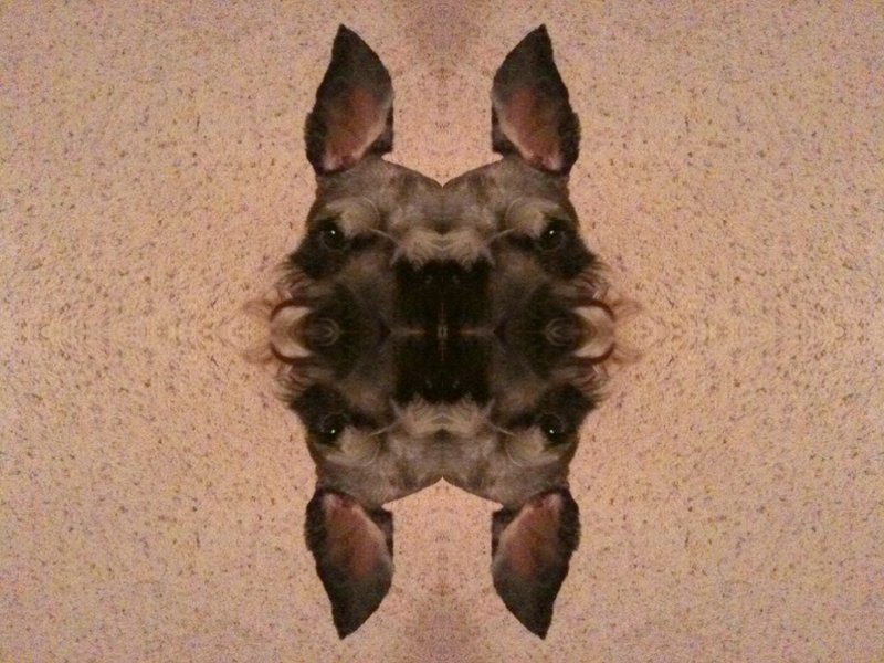 iWaldo : SymmetryQuad , PhotoStudio app