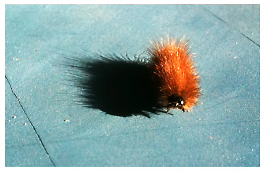 iCaterpillar