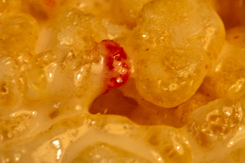 OooyGooey