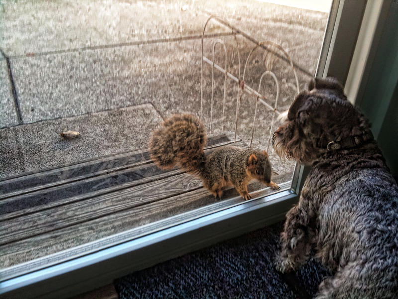 iSquirrel vs iWaldo