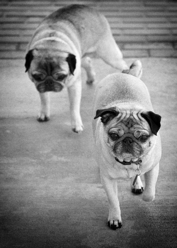 Beanie and Napoleon