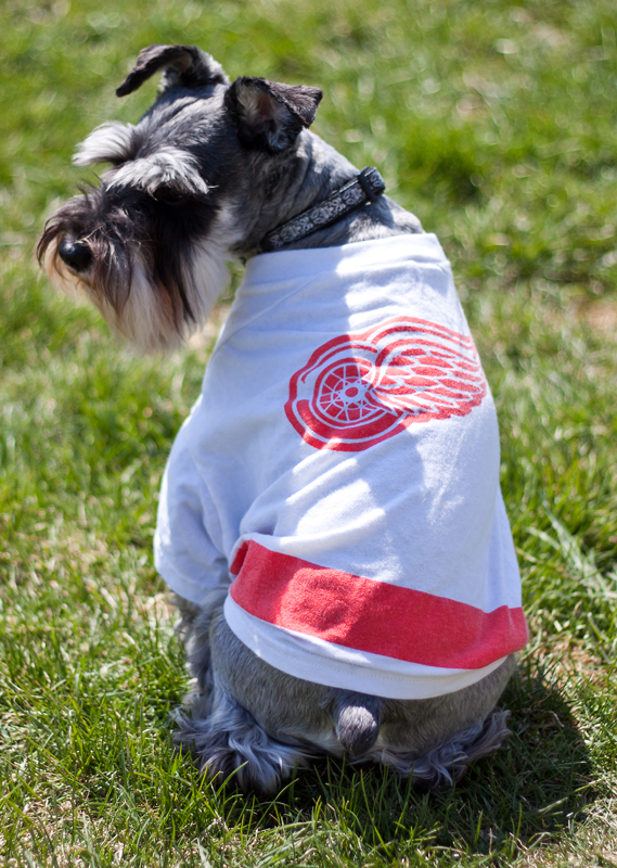 Let's go RED WINGS !!!