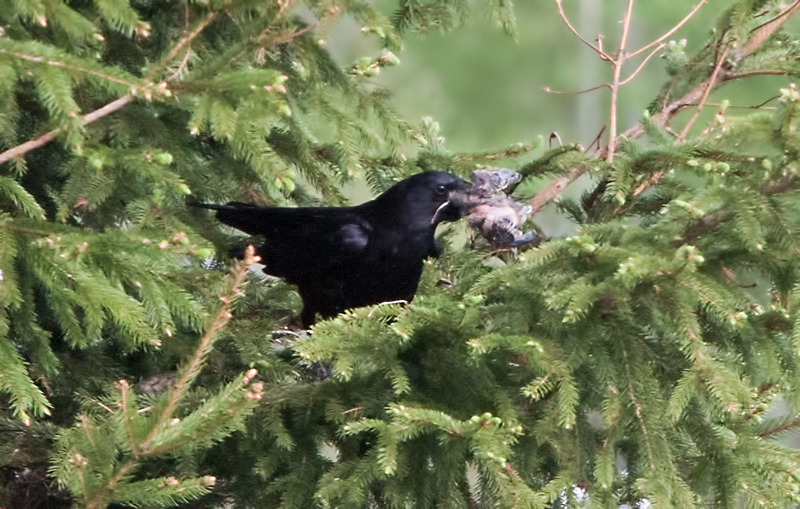 Crow with baby robin 