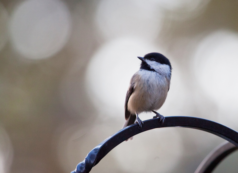 Bokeh Bird