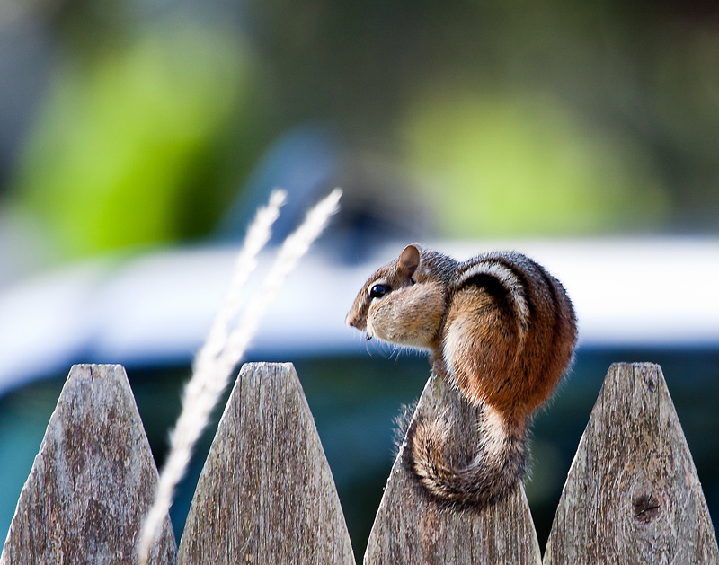Chippy on the fence