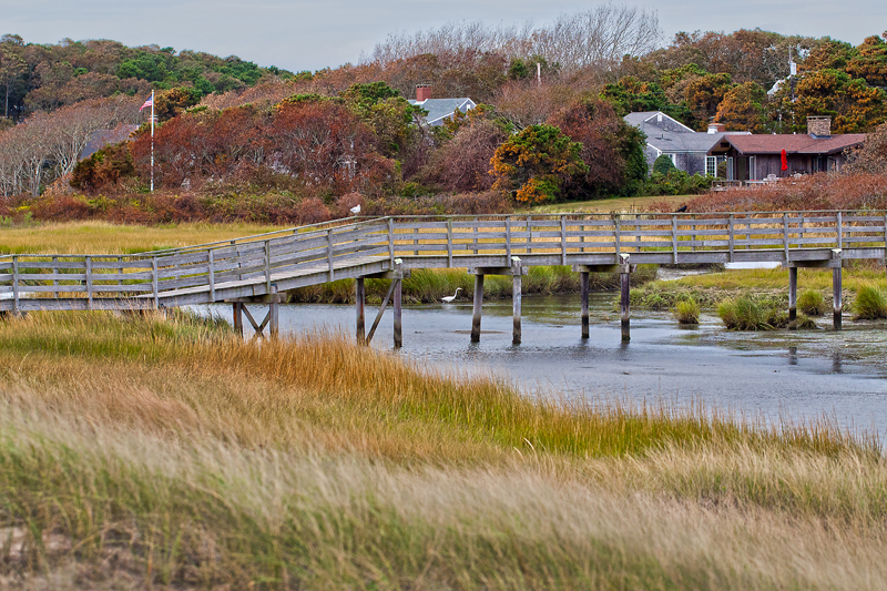 Scenic marsh with egret and gull