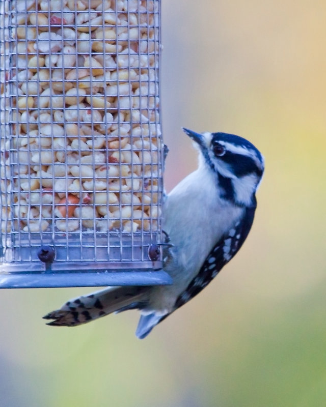 Woodpecker