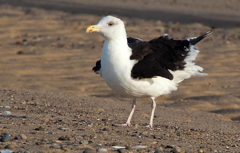 gull