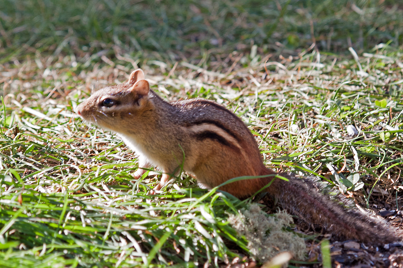 Chippy ready to run