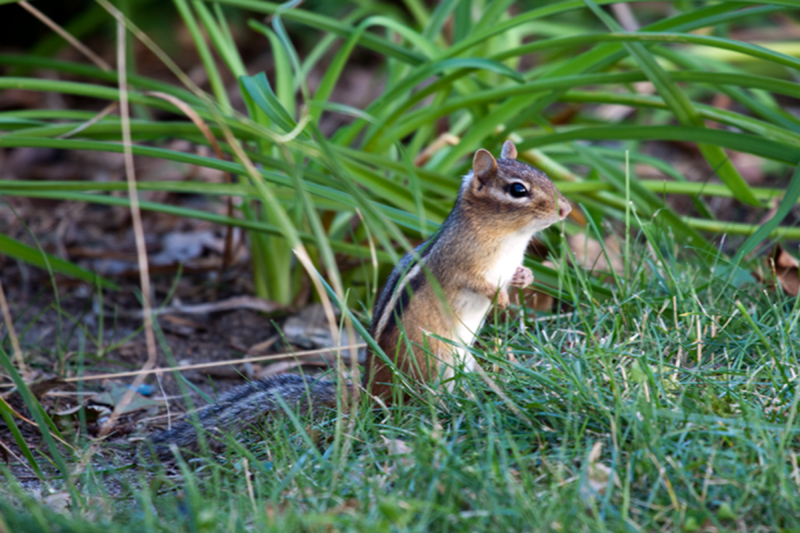 sweet lil' chipmunk