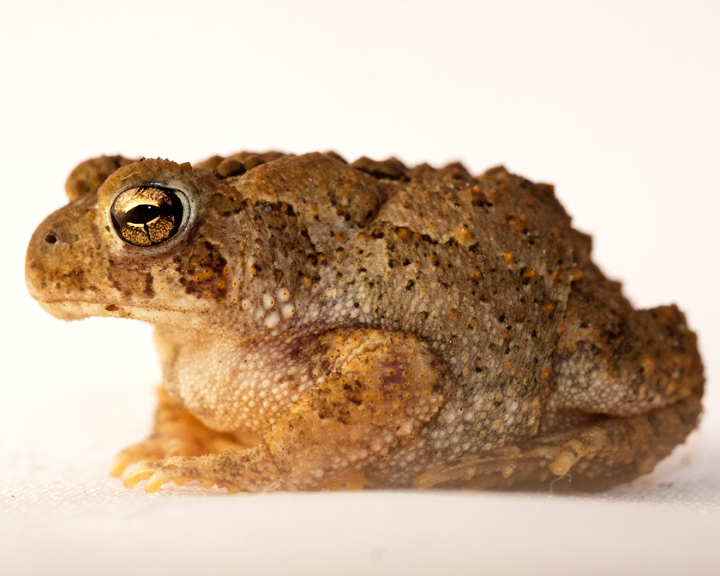 Toad - left side