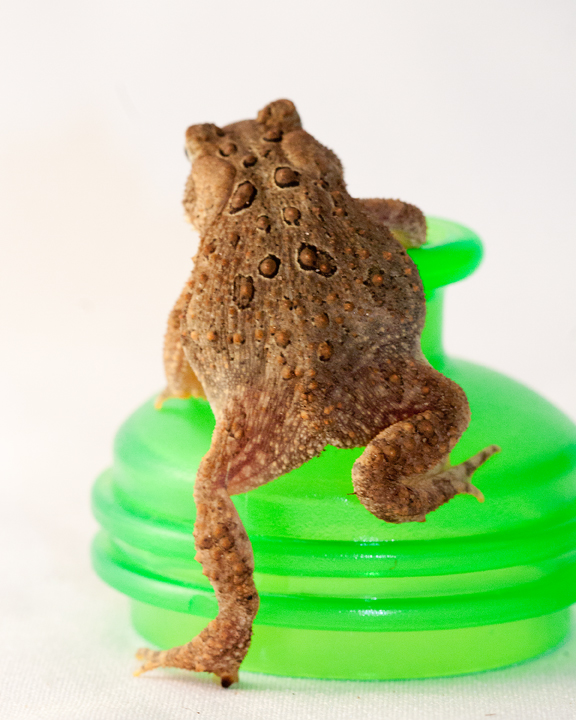 Toad - backside