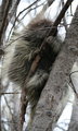 Porcupine 2