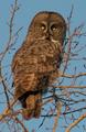 Great Grey Owl