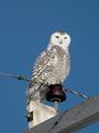 Snowy Owl
