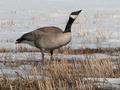 Canada Goose.jpg