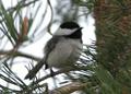 Black Capped Chickadee.jpg