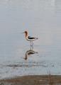 Avocet
