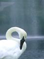 Swan in the Park