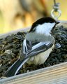 Chickadee