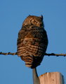 Great Horned Owl